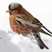 Gray-crowned Rosy-Finch